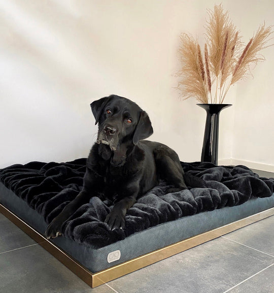 Soho Retreat in black - elegant pet bed for stylish interiors, size XS-L, with golden frame, exclusively from CAO - Lifestyle for Pets
