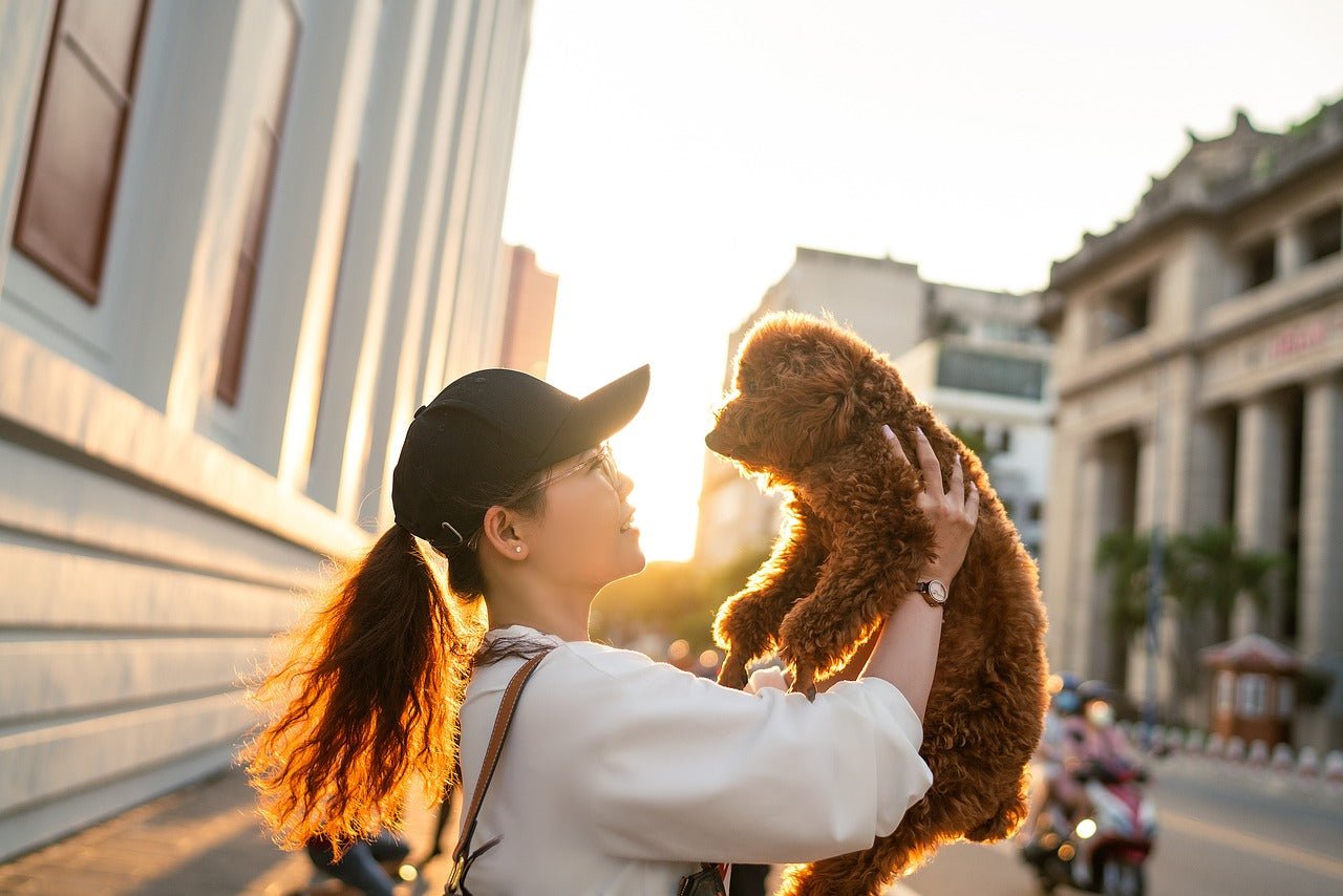 Haustier-Lifestyle neu gedacht: Warum dein Vierbeiner mehr verdient als Standard - CAO - lifestyle for pets