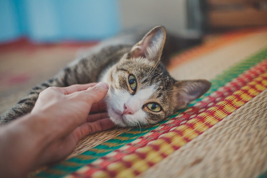 Haustierverhalten verstehen: Tipps für ein harmonisches Zusammenleben mit Hund & Katze