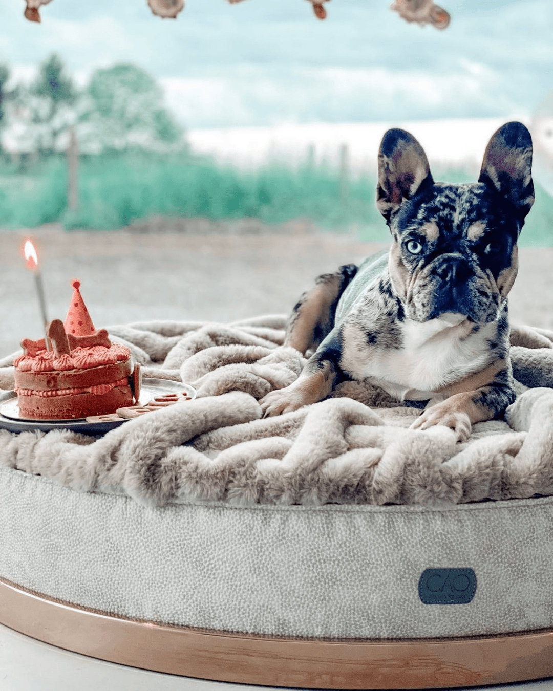 Nachhaltige Hundebetten & Katzenbetten: Ökologische Schlafplätze & Näpfe für bewusste Tierhalter