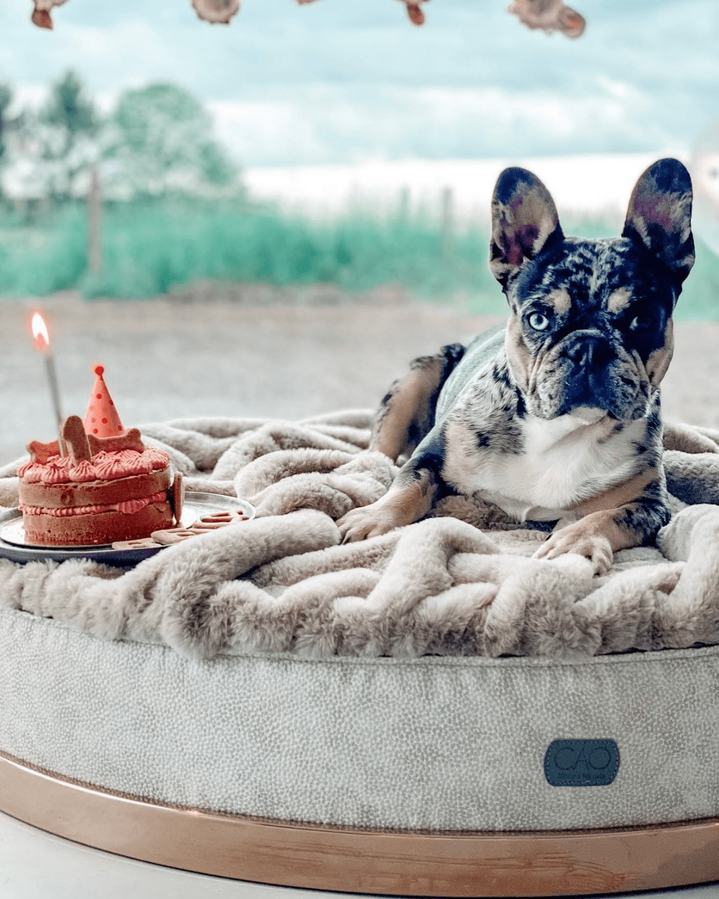 Nachhaltige Hundebetten & Katzenbetten: Ökologische Schlafplätze & Näpfe für bewusste Tierhalter - CAO - lifestyle for pets
