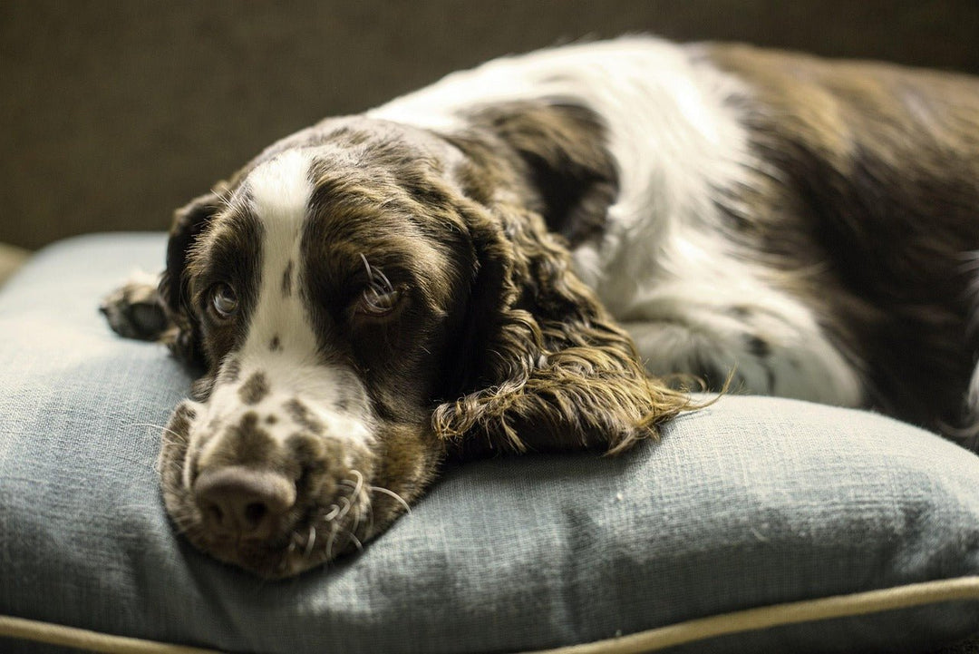 Orthopädisches vs. normales Hundebett – was ist besser für deinen Hund