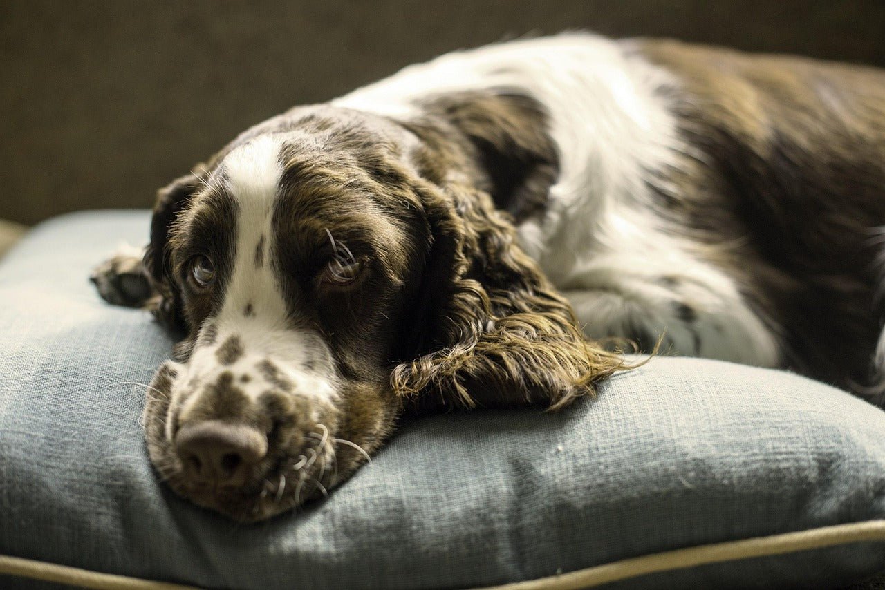 Orthopädisches vs. normales Hundebett – was ist besser für deinen Hund - CAO - lifestyle for pets