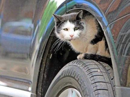 Straßenkatzen in der Türkei