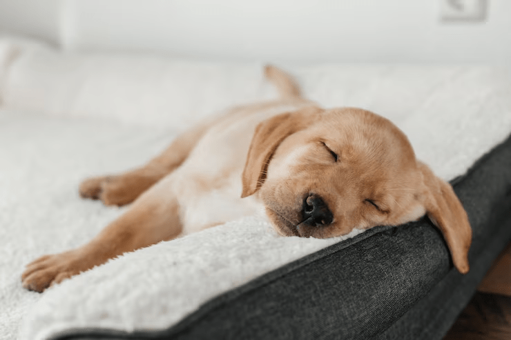 Warum Hunde so viel schlafen – Der große Schlafguide